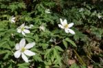 Wood Anenome (anemone Nemorosa) Stock Photo