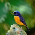 Male Rufous-bellied Niltava Stock Photo