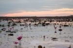 Beautiful Pink Lotus Flowers In The Lake Stock Photo