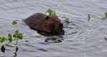 Beautiful Background With A Beaver Eating Leaves In The Lake Stock Photo