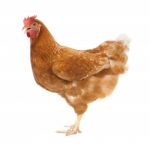 Full Body Of Brown Chicken ,hen Standing Isolated White Background Use For Farm Animals And Livestock Theme Stock Photo