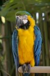 Blue-and-yellow Macaw Stock Photo