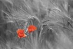 Poppies Stock Photo