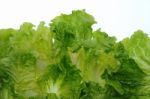 Green Salad Stock Photo