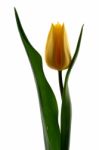 Yellow Tulip Stock Photo