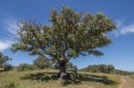 Quercus Ilex Tree Stock Photo