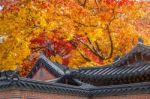 Roof Of Gyeongbukgung And Maple Tree In Autumn In Korea Stock Photo