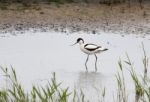 Pied Avocet
(recurvirostra Avosetta) Stock Photo