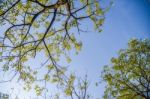 Tree With Sky Stock Photo