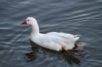 White Duck Swimming On A Pond Stock Photo