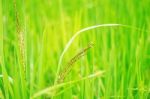 Rice Growing In Field Stock Photo