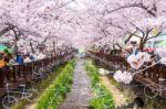 Jinhae,korea - April 2 : Jinhae Gunhangje Festival Is The Largest Cherry Blossom Festival In Korea.tourists Taking Photos Of The Beautiful Scenery Around Jinhae,korea On April 2,2016 Stock Photo