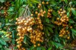 Longan Orchards - Tropical Fruits Beautiful Longan In Thailand Stock Photo