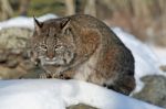 Bobcat Stock Photo