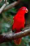 Lorikeet Stock Photo