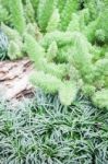 Green Plant Decorated In Home Garden Stock Photo