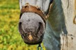 Nose Horse Stock Photo