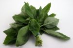 Basil Stock Photo