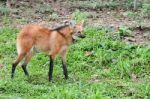 Maned Wolf Stock Photo