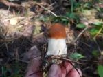 Collection And Preparation Of Autumn Edible Mushrooms  Stock Photo