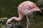 Chilean Flamingo (phoenicopterus Chilensis) Stock Photo