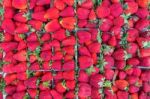 Boxes Filled With Red Strawberries Stock Photo