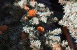 Spider On The Web In Pine Garden Stock Photo