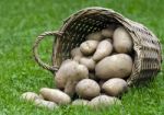 Fresh Potatoes Stock Photo