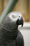 African Grey Parrot Stock Photo