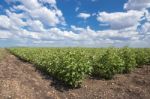 Cotton Field In Oakey Stock Photo