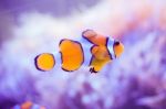 Cartoon Fish Near Sea Anemone Stock Photo