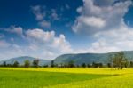 Rice Field Stock Photo