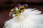 Passion Flower (passifloraceae) Stock Photo