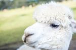 Alpacas In A Field Stock Photo