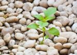 Small Plant Grow Up On  Gravel Stock Photo