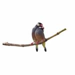 Java Sparrow Stock Photo