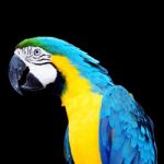 Blue And Gold Macaw Stock Photo