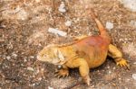 Galapagos Land Iguana Stock Photo