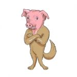 Pig Dog Standing Arms Crossed Cartoon Stock Photo