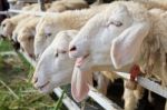 Close Up Of Sheep In Farm Stock Photo