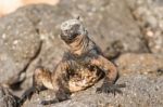 Marine Iguana On Galapagos Islands Stock Photo