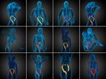 3d Rendering Human Digestive System Large Intestine Stock Photo