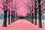 Pink Tree,nami Island In Korea Stock Photo