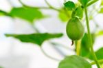 Close Up Baby Melon With Melon Flower, Popular Stock Photo