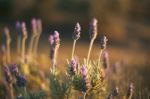 Beautiful Deep Purple Lavender Plants In Nature Stock Photo