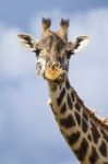 Giraffe Stock Photo