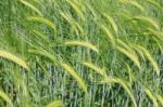 Barley Stock Photo