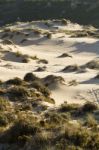 Vegetation On Dunes Stock Photo