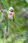 Male Red-breasted Parakeet Stock Photo