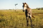 Horse In The Countryside Stock Photo